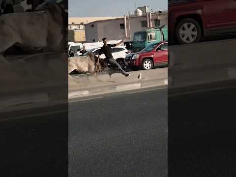 #qurbani2025#trending #cowmandi#shorts #cow #funny#😂😂 #cowvideos#cowqurbani#viralshorts #fareedinfox