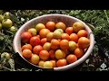Tomato Cultivation Knowledge Assessment