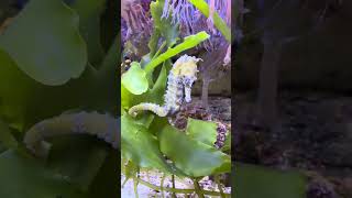 Seahorses and macro algae