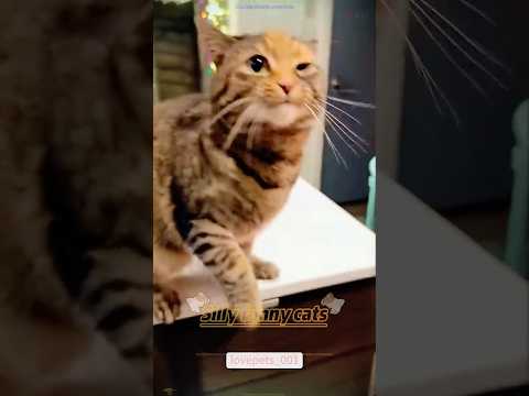 Cute Pet Videos, share it with your friends😂#cat#animals#pets#animallovers#catlover#catvideos