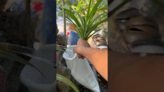 Thay Bộ Lọc Mới Cho Hồ Cá Cảnh #short