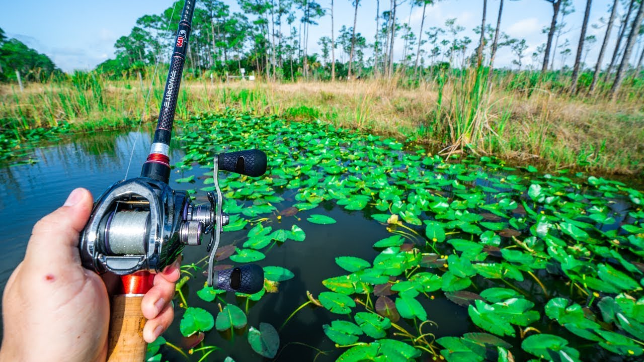 Catching BIG Bass in THICK Lily Pads