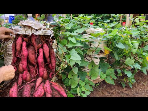 I wish I knew about these sweet potato growing methods sooner. The tubers are large and sweet