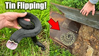 Tin Flipping For Snakes in a HEAT Wave! - Hognose under Tin and Rare Milks!