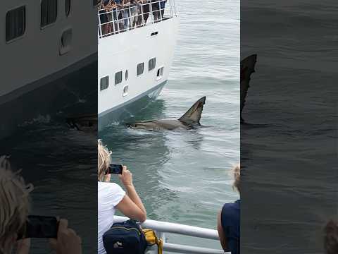 Encounter with Shark from Cruise Ship#Tourists Watching from Ship's Side#Shark Encounter#Cruise Ship
