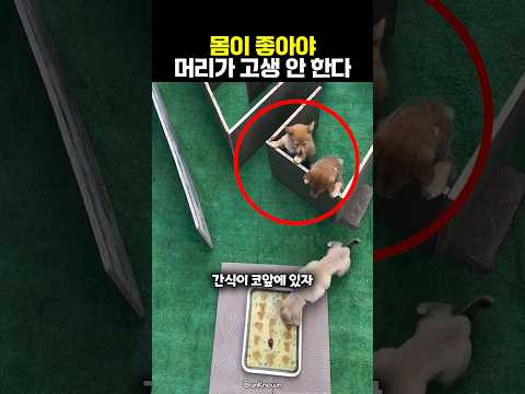 몸이 좋아야 머리가 고생 안 한다 🤣