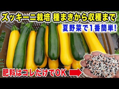【知らなきゃ損！】ある肥料を入れたら爆なりしました ズッキーニ・トマト栽培で使える神肥料