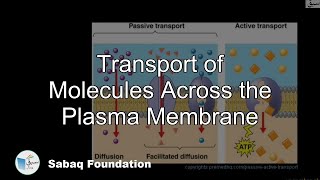 Transport of Molecules Across the Plasma Membrane