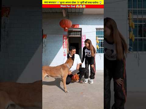 क्या बफादार 🐶 कुत्ता अपना दोस्त 🐓 मुर्गी को बचा पायेगा 😱 #shorts #youtubeshorts #viral