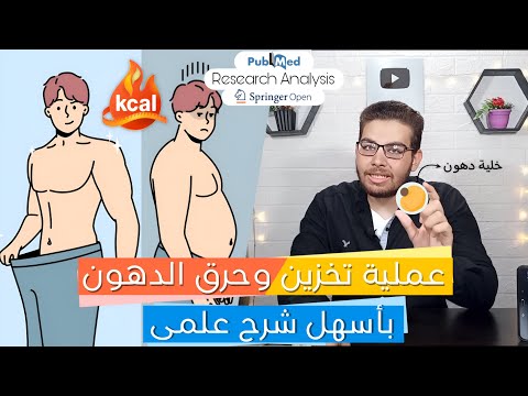 كيف نراكم الدهون في البطن وكيف نحرقها | تحليل ابحاث