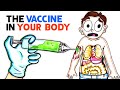Understanding mRNA Vaccines
