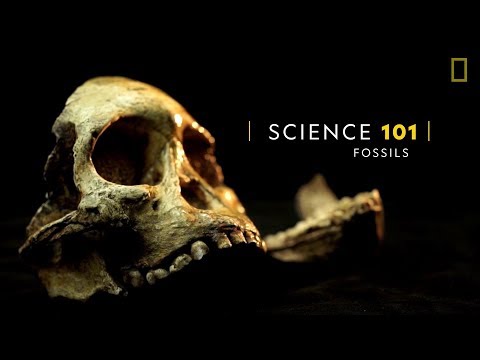 101科學教室：化石《國家地理》雜誌 - YouTube(4分03秒)