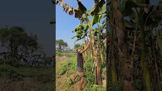 How bananas are cut, food (4209) #reels #bananafarming #food #viral #farming #shorts