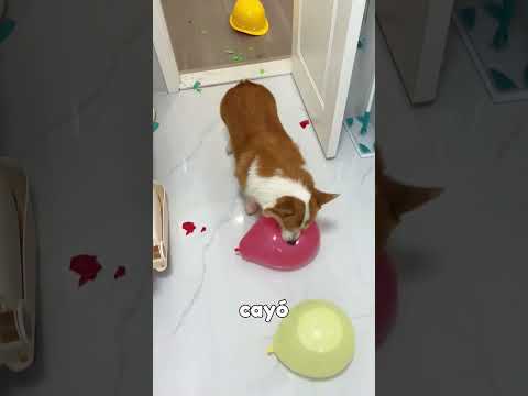 El perrito perdió esta prueba