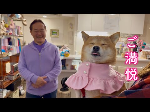 オーダーしたケープを取りに来てご満悦で帰宅する柴犬が可愛い