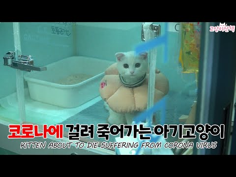 아기고양이가 숨을 못쉬어여 | 고양이산책