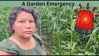 A Garden EMERGENCY! Working Together to Save Two Crops