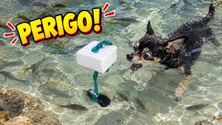 RESGATAMOS A MARTELINHO E O ZORRO PASSOU DOS LIMITES 😂