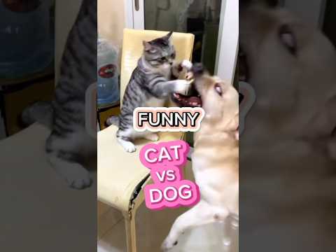 Pertarungan Lucu Dan Menggemaskan! Cat vs Dog #shorts