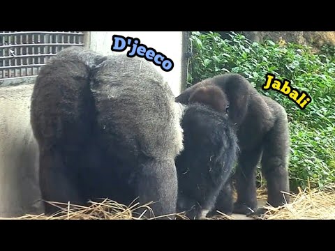 Jabali Waits for D'jeeco to Share Some Food with Him! 😆呷百二等待迪亞哥分食給他！