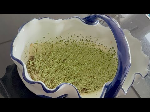 تنبيت حبوب الشيا مع  كيفية استعمالها في الاطباق