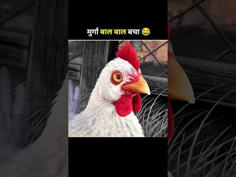 The Cock narrowly escapes #shortvideo