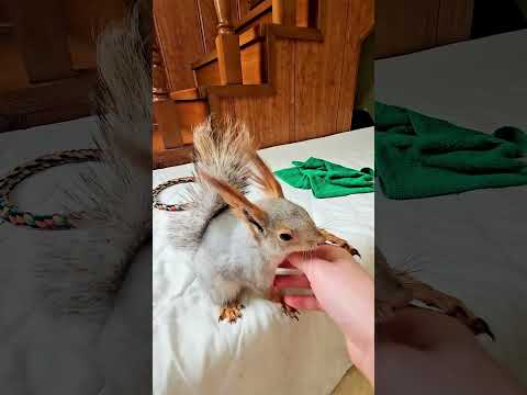 Наглая грызунища не даёт прохода #белкавдоме #squirrel