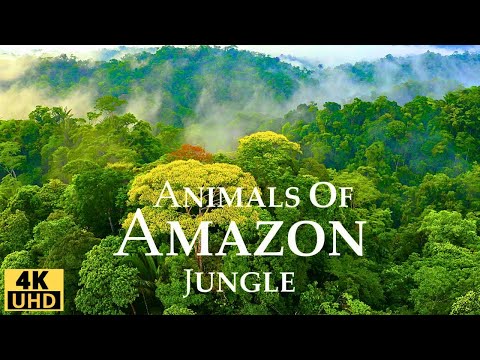 Amazon Jungle 4K/ Wild Animals of Rainforest/ Relaxation Film/ Meditation Music &amp; Nature Sounds