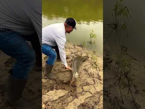 #shortvideo #fishvideo #fishing