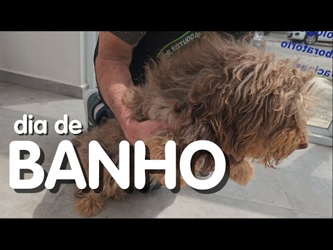 Levamos o TODDYNHO para o banho e tosa