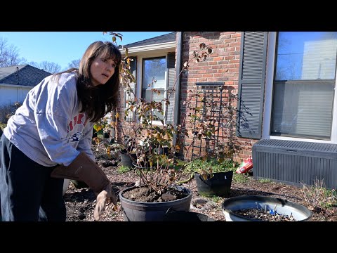 Pruning and Moving a Young David Austin Rose