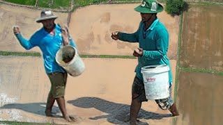 The Nice View of countryside-Farmers' activities in dry rice farming