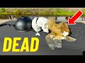 Helmet Safety and Dummy Head Analysis