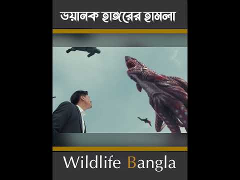 মরা হাঙ্গরের ভিতর ভয়ানক হাঙ্গর#wildlife bangla