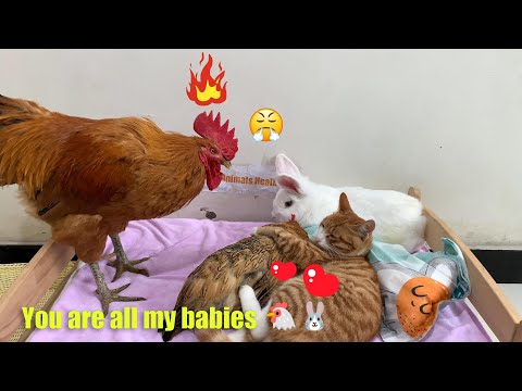 So funny! The cat took care of the hen as her baby, and the rooster was very angry! So healing!