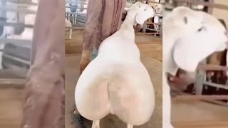 أندر الحيوانات في العالم .. لو لم تلتقطها الكاميرات لما كنت لتصدق وجودهم !! ج2
