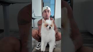 LE CHIEN DES... 😏