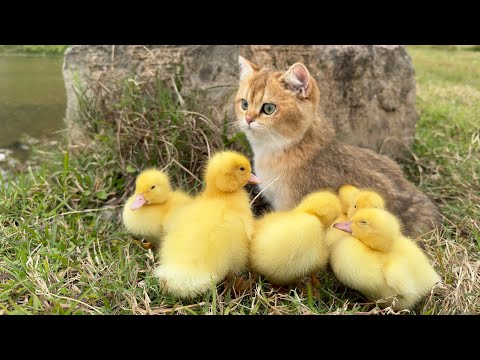 The kitten takes three ducklings on an outdoor trip!  happy duck?Cute and interesting animal video