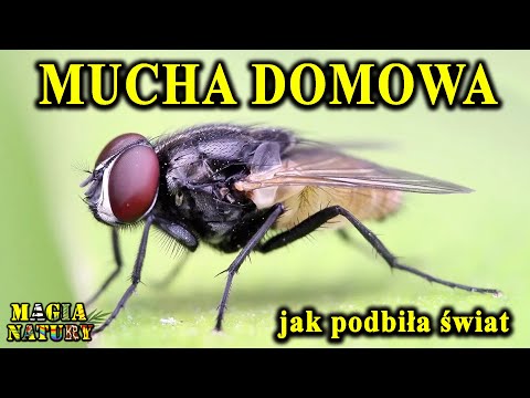 Od Robaka do Króla Świata - Mucha Domowa - Skąd Ten Sukces?