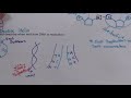 DNA and Protein Synthesis Concepts