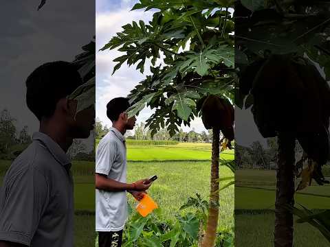 Farming reel #song #farming #khetibadi #dailyshorts #virulshorts #nature
