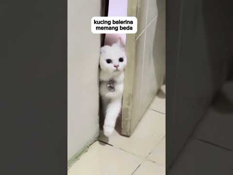 kucing balerina memang beda #lucu #catcomedy #cat #kucing #kucinglucu