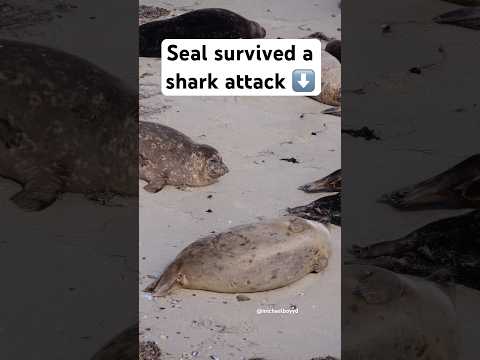 The seal that lived  #seal