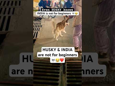 Huskies are SMARTER than you think 😎😱🚨 #traineddog #husky #funnyvideo