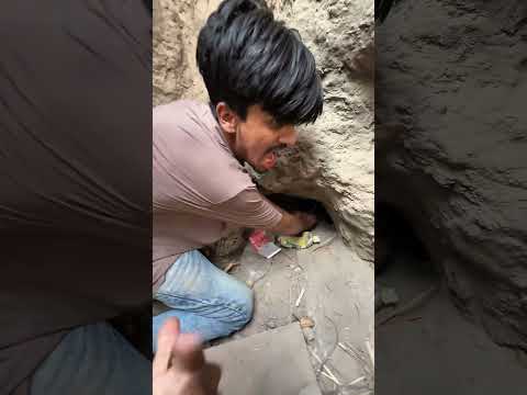 “لقد أنقذنا بيض تنين الكومودو من التحطم