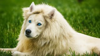 Strangest Mixed Dogs Breeds In The World!