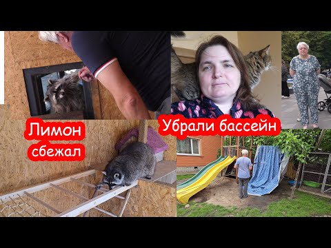 VLOG Алиса пошла во второй лагерь без Серёжи. Костя мастерит еноту.  Покупки. Посылки