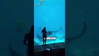 Neden Hiçbir Akvaryumda Beyaz Köpekbalığı Yok 🪸🦈🌊🤔 #shorts