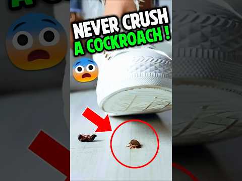 Never crush a cockroach #facts