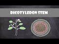 Stem Structure and Function Concepts